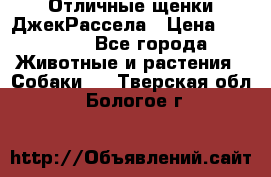 Отличные щенки ДжекРассела › Цена ­ 50 000 - Все города Животные и растения » Собаки   . Тверская обл.,Бологое г.